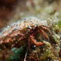   Little hermit crab  